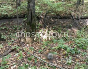 В Хвалынском районе обнаружены человеческие останки
