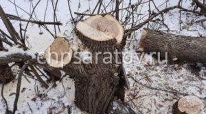 В Ртищевском районе рабочего насмерть придавило деревом

