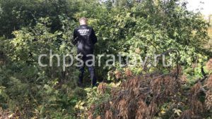 Грибники обнаружили тело мужчины в Балашовском районе
