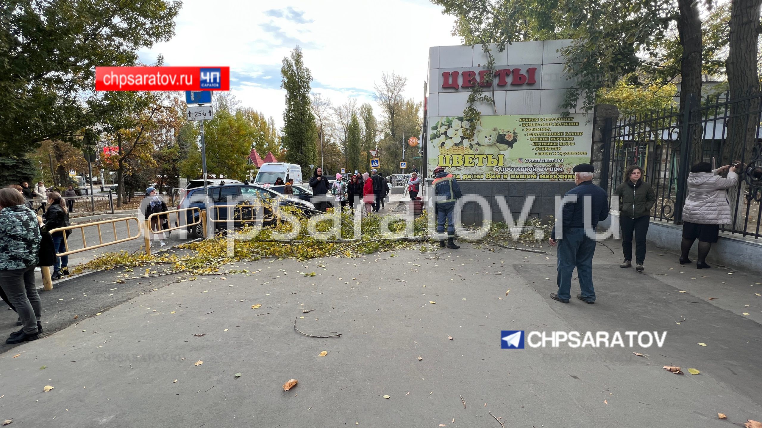 В результате падения ветки от дерева пострадала женщина | 12.10.2023 |  Саратов - БезФормата